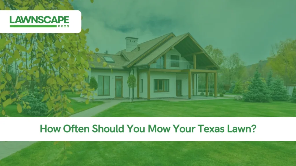 How Often Should You Mow Your Texas Lawn