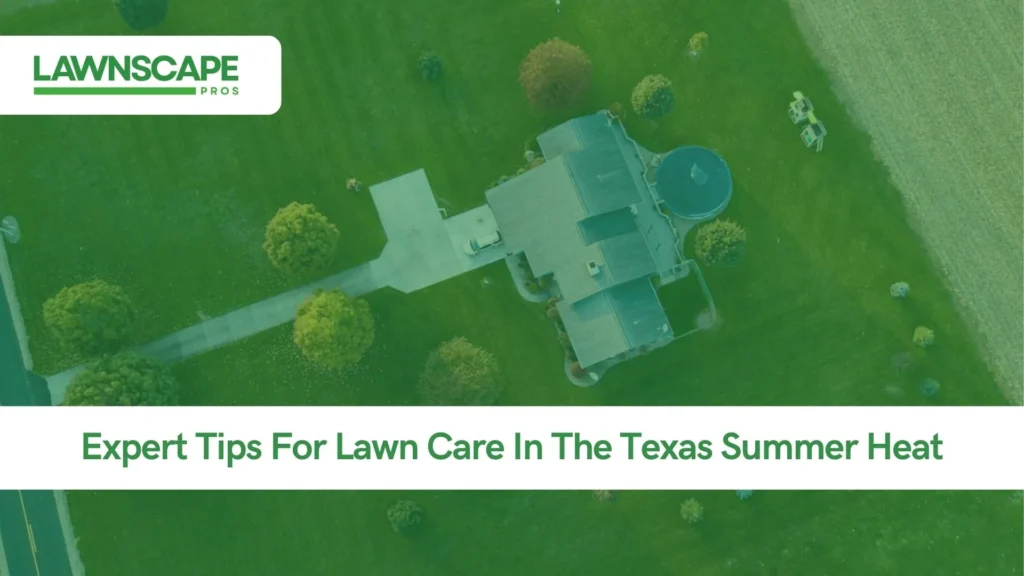 Expert Tips For Lawn Care In The Texas Summer Heat